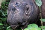 photo of Officials: Sumatran rhino is extinct in the wild in Sabah image