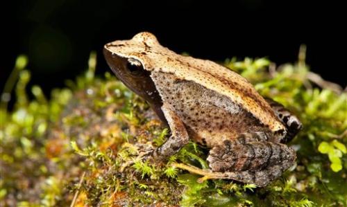 photo of New frog species found in troubled Indian habitat image