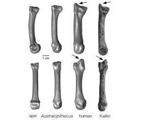 photo of Discovery of 1.4 million-year-old fossil human hand bone closes human evolution gap image