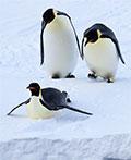 photo of Antarctica's Emperor Penguins Will Be in Serious Decline By 2100, Study Says image