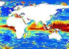 photo of Climate Change To Make Many Tropical Marine Species Locally Extinct, Study Says image