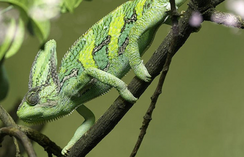 photo of Chameleons use colorful language to communicate: Chameleons' body regions are 'billboards' for different types of&hellip; image