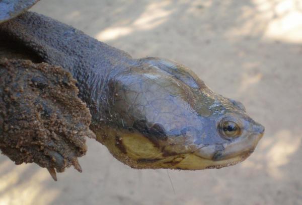 photo of Dahl's toad-headed turtle threatened by fragmented habitat, shrinking populations image