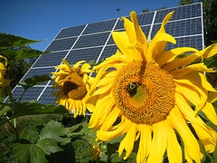 photo of Obama Orders Federal Government to Use More Clean Energy image