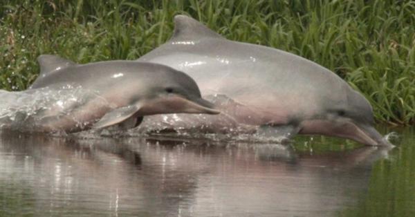 photo of Hunting, Fishing Cause Dramatic Decline in Amazon River Dolphins image