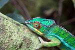 photo of Up to 11 stunningly colorful chameleon species discovered in Madagascar image