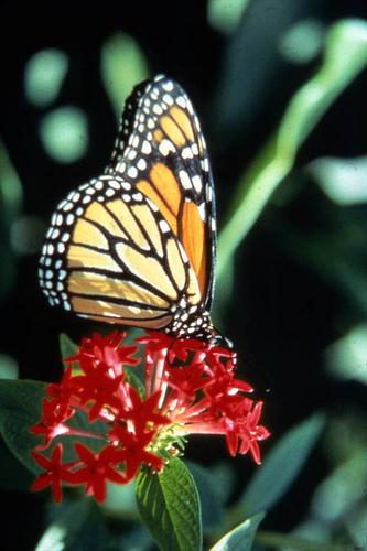 photo of The Fight to Save Butterflies image
