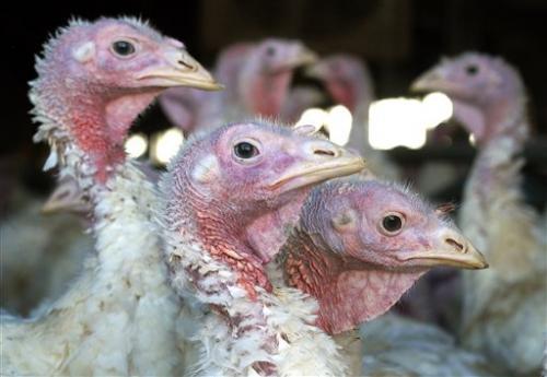 photo of New bird flu strain has poultry farmers scrambling image