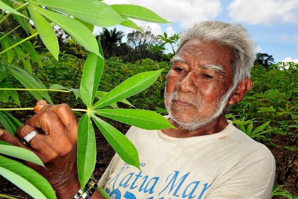 photo of Witch Hunt: Virulent fungal disease attacks South America’s cassava crop image