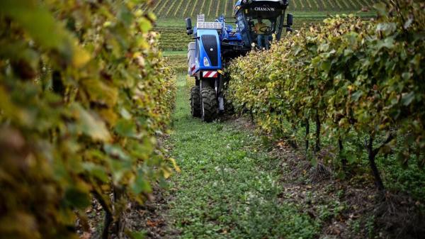 Eco-friendly French winemakers plant…