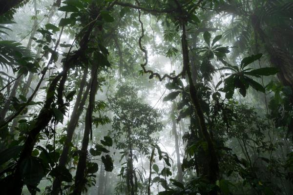 Rainforests can bounce back much faster&hellip;