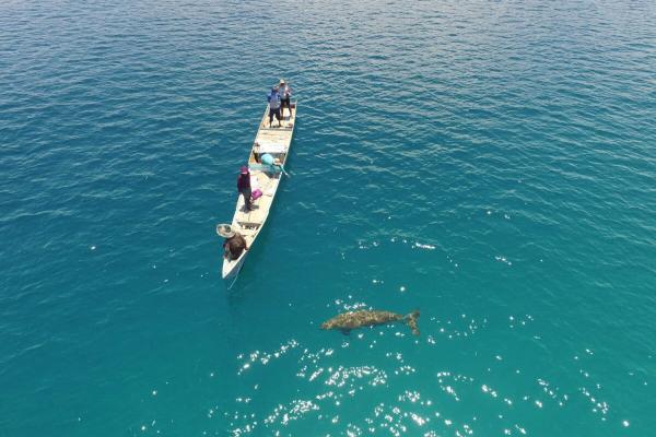 Rare dugong calf sighting in Alor…
