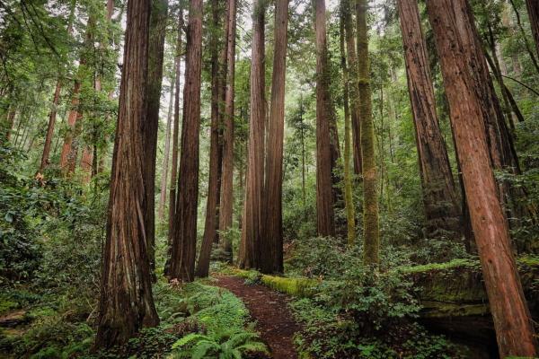 photo of On Mongabay’s legacy image