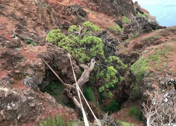 Rare seed collection offers hope for&hellip;