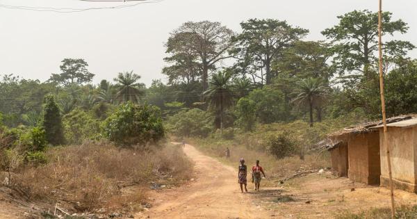 'All the cocoa trees will be destroyed'