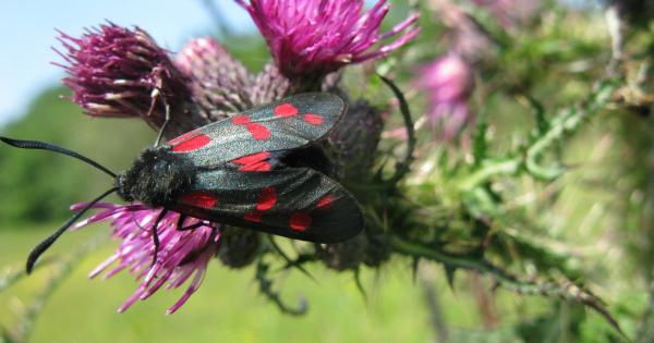 The night-time nectar bar