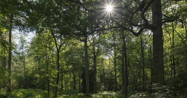 Death knell for 'forgotten forests'