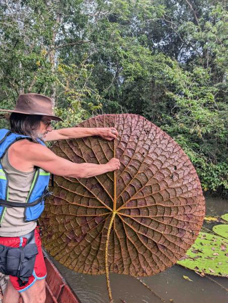 An Instafamous giant water lily is…
