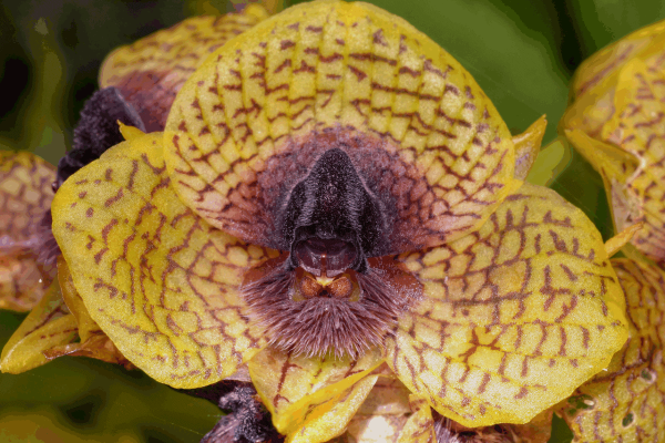 Photos: Kew Gardens’ top 10 newly&hellip;