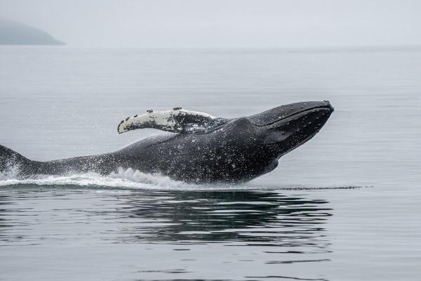 Commuter traffic stops for whales on…