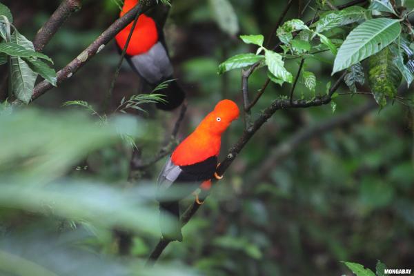 Climate change could erase most South&hellip;
