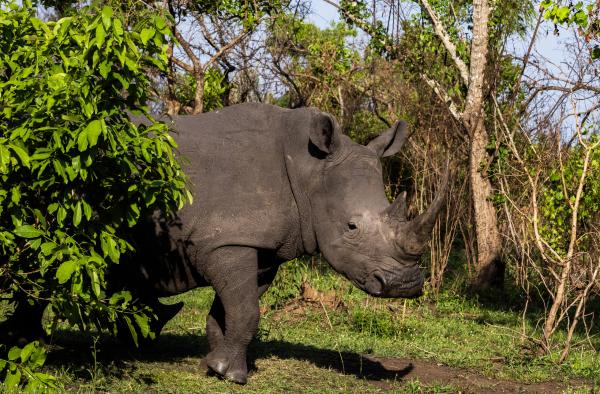 White rhinos are back in Uganda