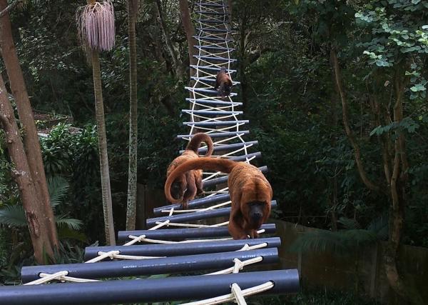 Across South America, canopy bridges&hellip;