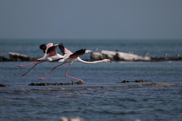 Arabian Gulf’s fragile marine ecosystem threatened by&hellip;
