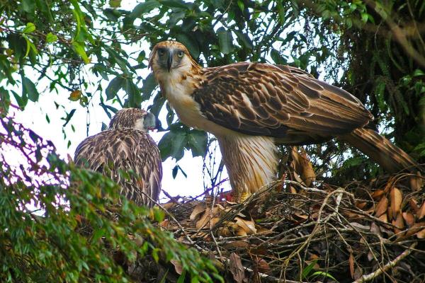 Philippine eagle habitat study maps&hellip;