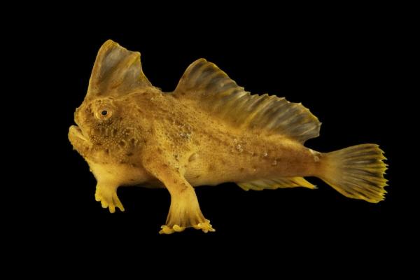As Photo Ark turns 20, Joel Sartore…