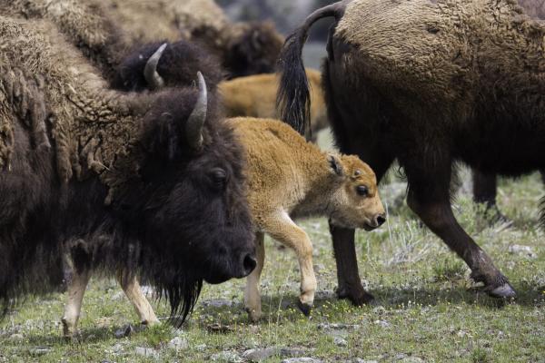 photo of Trump administration repeals rule that allowed bison to graze on public lands image