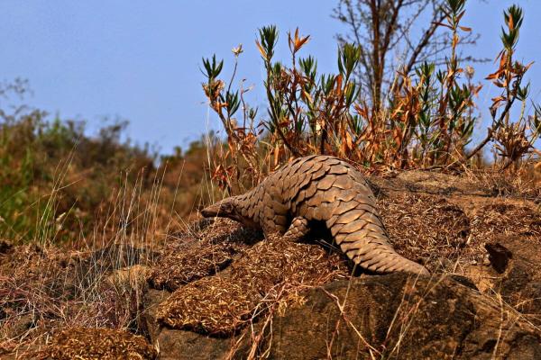 Protecting pangolins IRL, not just on…