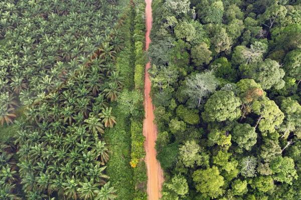 RSPO sparks NGO outrage for dismissing…