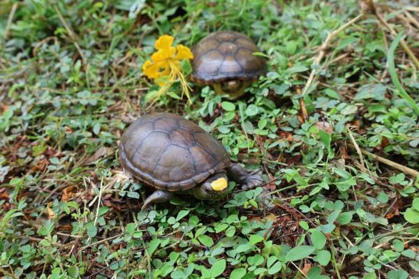 In Mexico, world’s smallest turtle…