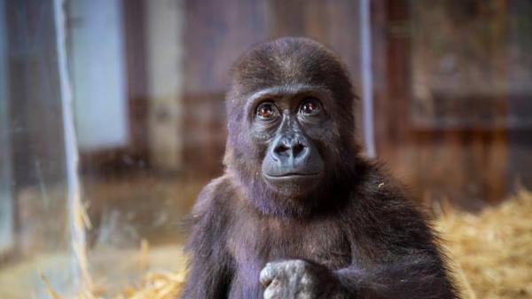 Baby gorilla seized from traffickers…