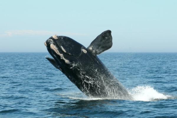 Right whales can live to 130, but in…