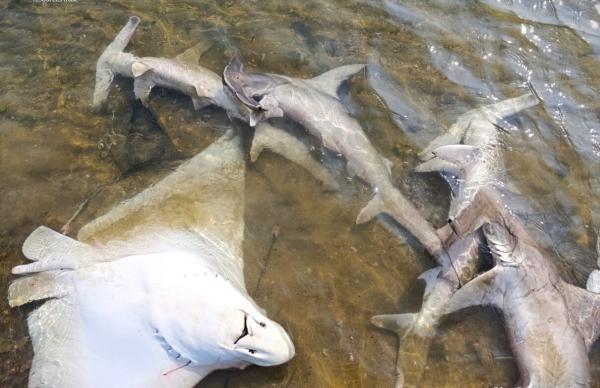 Asia’s shark and ray hotspots remain poorly protected,&hellip;
