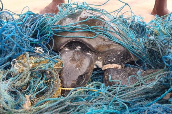 As Sri Lanka struggles with ghost nets,…