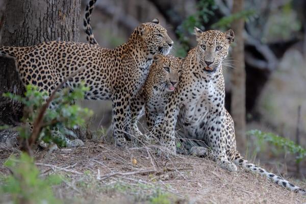 Sri Lanka’s Kumana National Park…