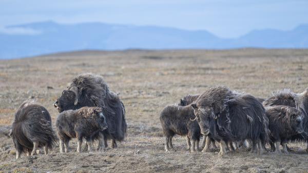 Canadian muskoxen hit by double punch of&hellip;