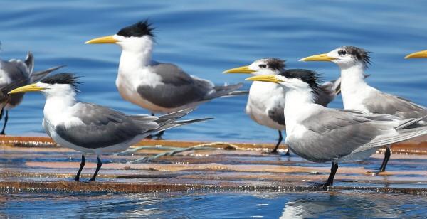Out-of-range albatross makes a highlight…