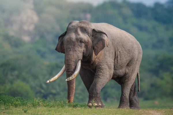 photo of Data debunks spike in Sri Lanka’s elephant killings, points at media hype image
