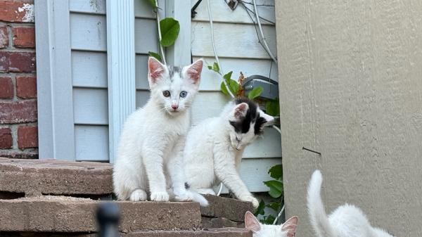 Some free-roaming cats in New York City&hellip;