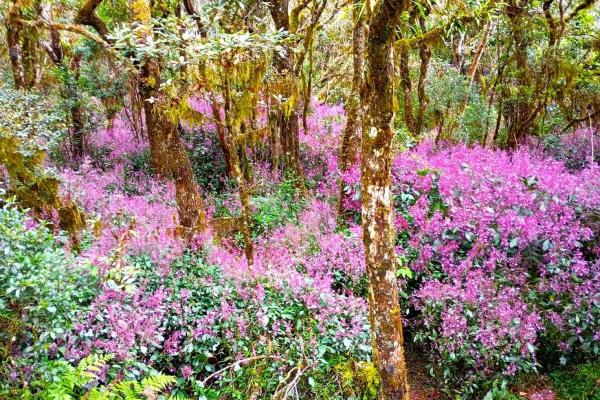 After a hiatus, an endemic plant bursts…