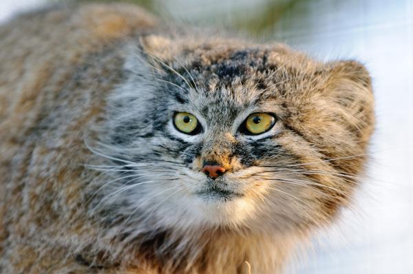 Meme-face Pallas’s cat traverses a…