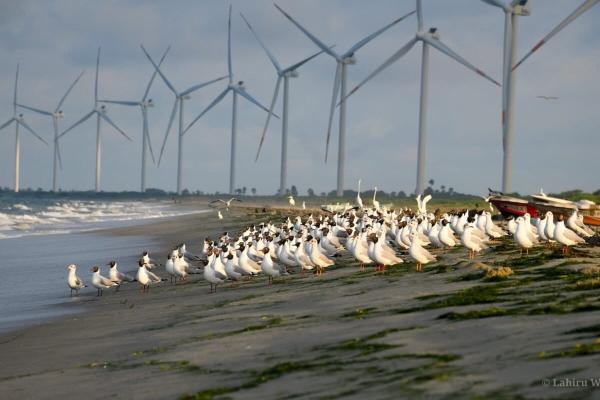 Respite, for now, for bird migration…