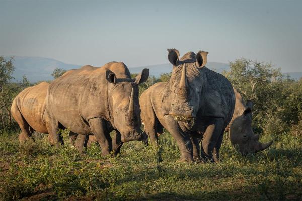 Rhino breeder John Hume accused of horn…