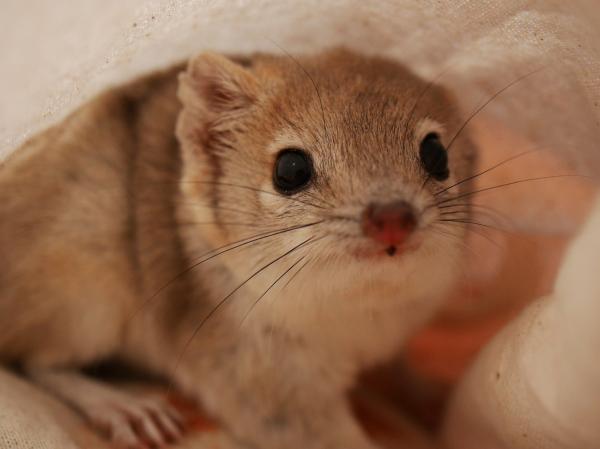 photo of Defying drought and invasives, a feisty Australian marsupial makes a comeback image