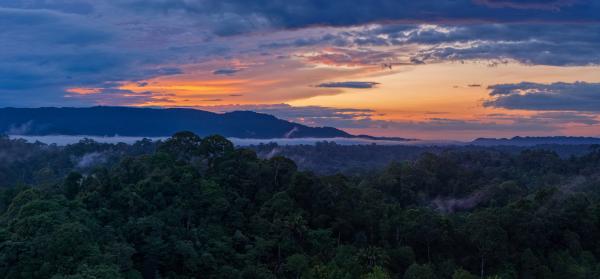 Mongabay’s most popular stories of 2025