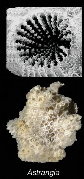 photo of Coral found to prefer eating microplastic to natural food image